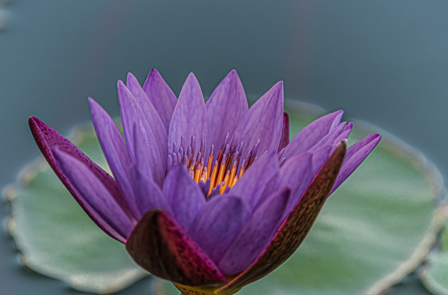 3rd PrizeOpen Color In Class 1 By Kathy Keller For Water Lily In Full Bloom DEC-2021.jpg